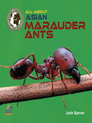 cover image of All About Asian Marauder Ants